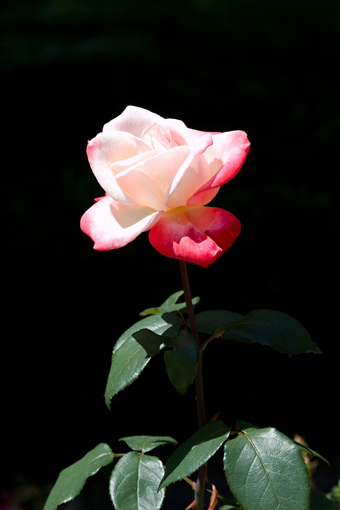 Rozentuin van Coloma